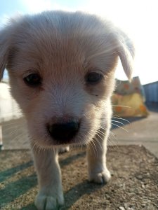 ​小太妹什么意思（小太妹什么意思哦）