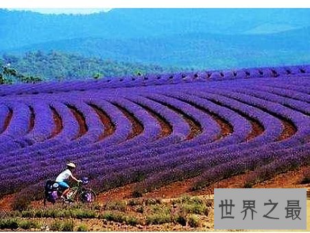 全球十大最美的薰衣草花田，秒杀所有所谓的网红拍照地。