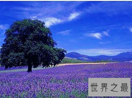 全球十大最美的薰衣草花田，秒杀所有所谓的网红拍照地。