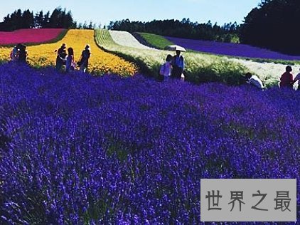全球十大最美的薰衣草花田，秒杀所有所谓的网红拍照地。