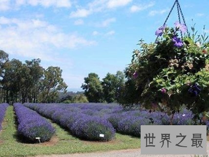 全球十大最美的薰衣草花田，秒杀所有所谓的网红拍照地。