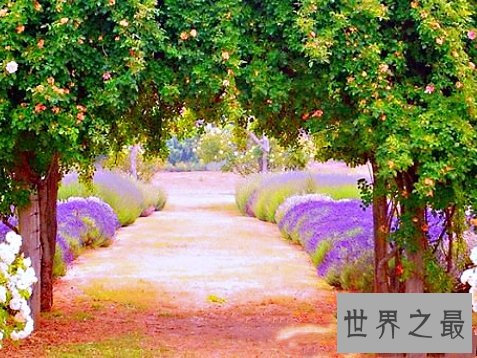 全球十大最美的薰衣草花田，秒杀所有所谓的网红拍照地。