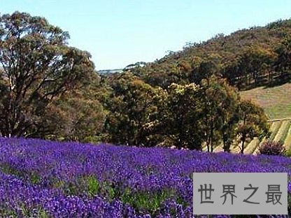 全球十大最美的薰衣草花田，秒杀所有所谓的网红拍照地。