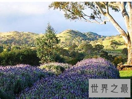 全球十大最美的薰衣草花田，秒杀所有所谓的网红拍照地。