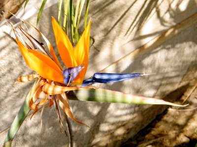 ​如何判断天堂鸟该浇水了（天堂鸟叶子焦边 开裂）