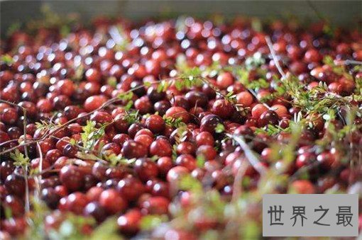 十大滋养女人的食物排行榜,好气色吃出来