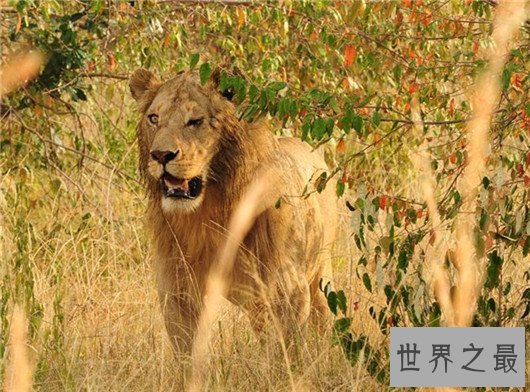 10个关于动物的神奇故事,土拨鼠可以媲美天气预报