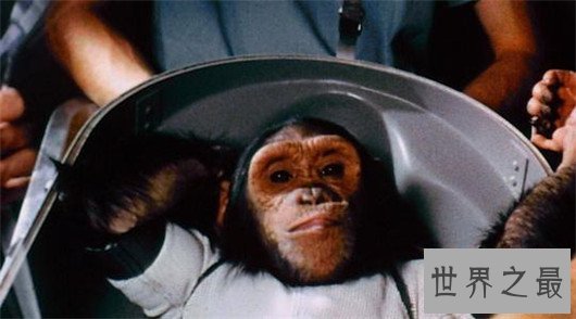 10个关于动物的神奇故事,土拨鼠可以媲美天气预报