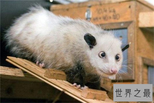 10个关于动物的神奇故事,土拨鼠可以媲美天气预报