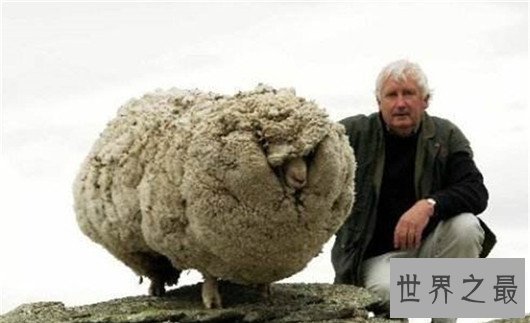 10个关于动物的神奇故事,土拨鼠可以媲美天气预报