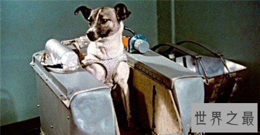 10个关于动物的神奇故事,土拨鼠可以媲美天气预报