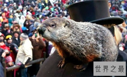10个关于动物的神奇故事,土拨鼠可以媲美天气预报