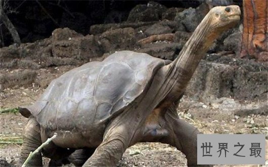 10个关于动物的神奇故事,土拨鼠可以媲美天气预报