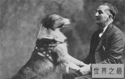 ​10个关于动物的神奇故事，土拨鼠可以媲美天气预报