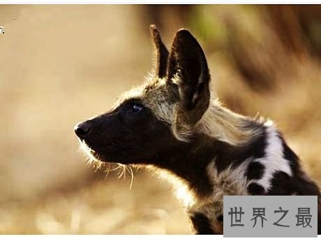 陆地上速度最快的十种动物，居然有一种兔子跑这么快。