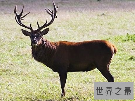 陆地上速度最快的十种动物，居然有一种兔子跑这么快。