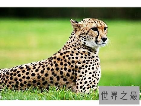 陆地上速度最快的十种动物，居然有一种兔子跑这么快。