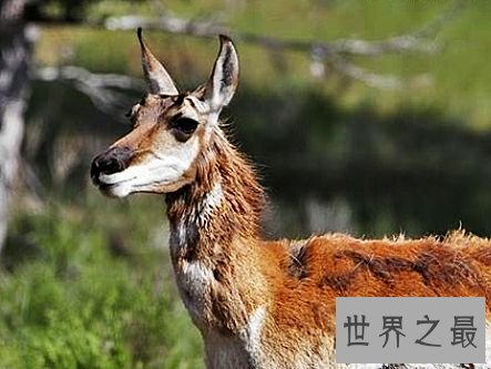 陆地上速度最快的十种动物，居然有一种兔子跑这么快。