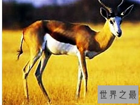 陆地上速度最快的十种动物，居然有一种兔子跑这么快。