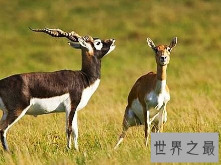 陆地上速度最快的十种动物，居然有一种兔子跑这么快。