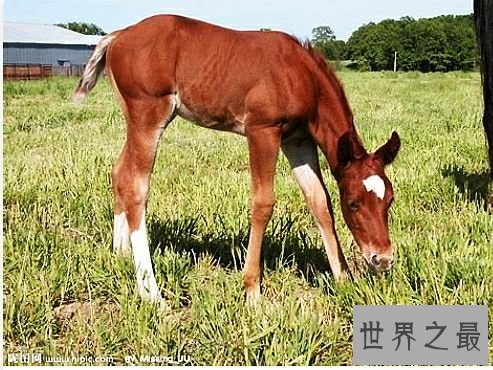 陆地上速度最快的十种动物，居然有一种兔子跑这么快。