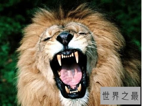 陆地上速度最快的十种动物，居然有一种兔子跑这么快。