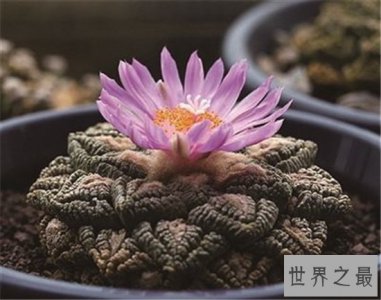 ​十大最稀有的多肉 “石头”一样的工艺品 植物中的“大熊猫”