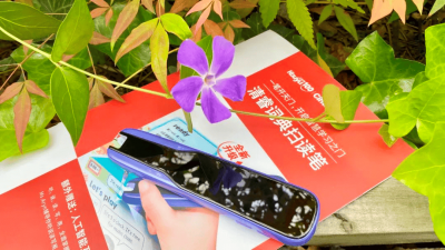 ​长春花图片简笔画 长春花图片及价格图片大全