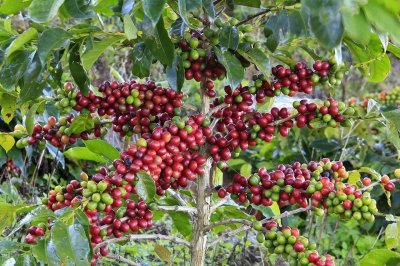 ​黑咖啡能瘦吗? 黑咖啡真的可以瘦身吗