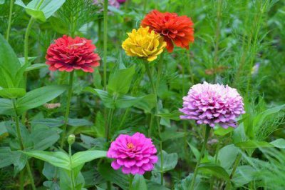 ​百日菊的意义 百日菊别名