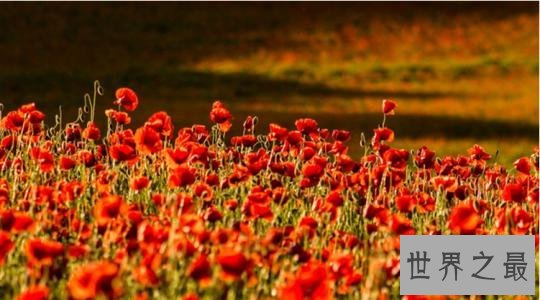 全球最美十大花海，真正的万花丛中过
