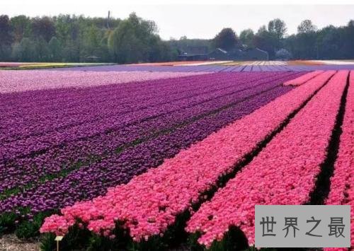 全球最美十大花海，真正的万花丛中过