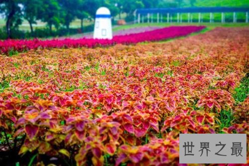 全球最美十大花海，真正的万花丛中过