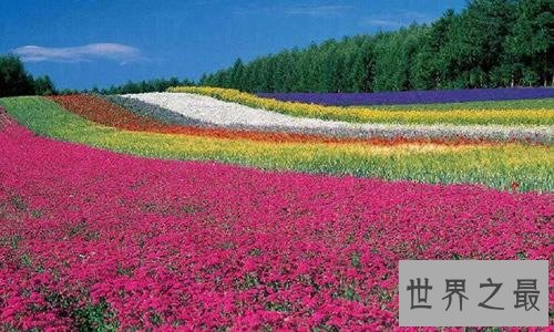 全球最美十大花海，真正的万花丛中过