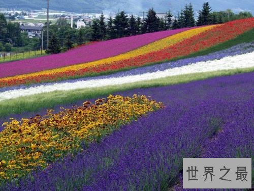 全球最美十大花海，真正的万花丛中过