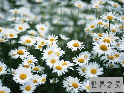 全球最美十大花海，真正的万花丛中过