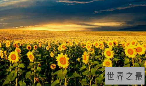 全球最美十大花海，真正的万花丛中过