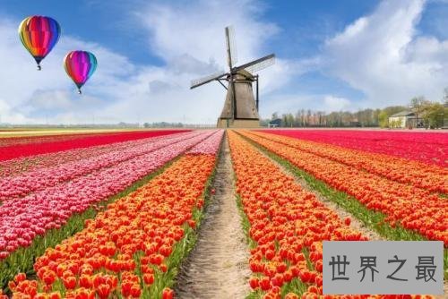全球最美十大花海，真正的万花丛中过