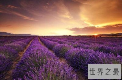 ​全球最美十大花海，真正的万花丛中过