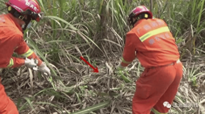 ​广西比较大的蛇是什么蛇 广西最大的蛇