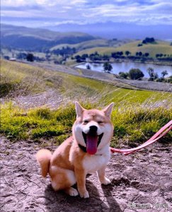 ​网络热词奥利给是什么意思 流行语奥利给是什么意思