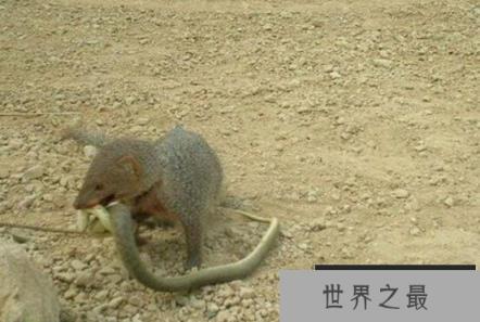 蛇的天敌是什么,黑曼巴蛇都害怕的天敌