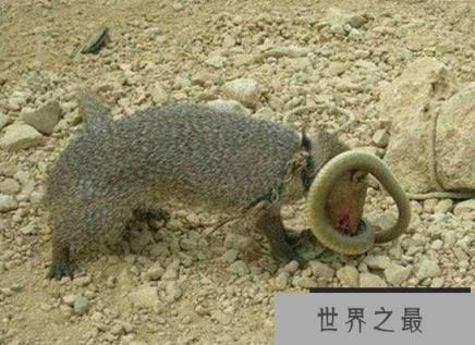 蛇的天敌是什么,黑曼巴蛇都害怕的天敌