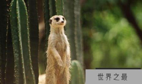 蛇的天敌是什么,黑曼巴蛇都害怕的天敌