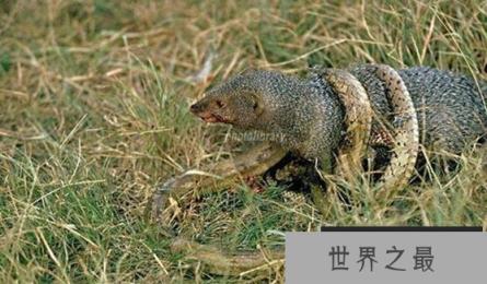 蛇的天敌是什么,黑曼巴蛇都害怕的天敌