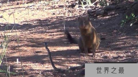 蛇的天敌是什么,黑曼巴蛇都害怕的天敌