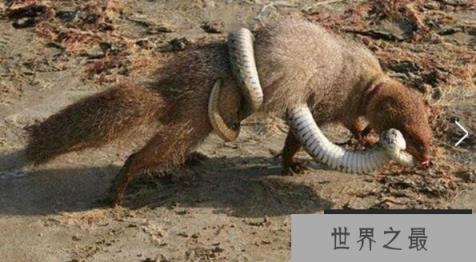 蛇的天敌是什么,黑曼巴蛇都害怕的天敌