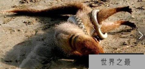 蛇的天敌是什么,黑曼巴蛇都害怕的天敌