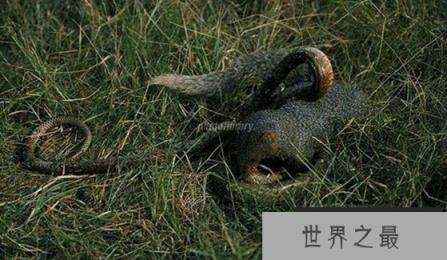 蛇的天敌是什么,黑曼巴蛇都害怕的天敌