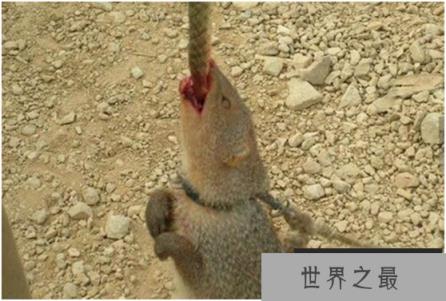 蛇的天敌是什么,黑曼巴蛇都害怕的天敌